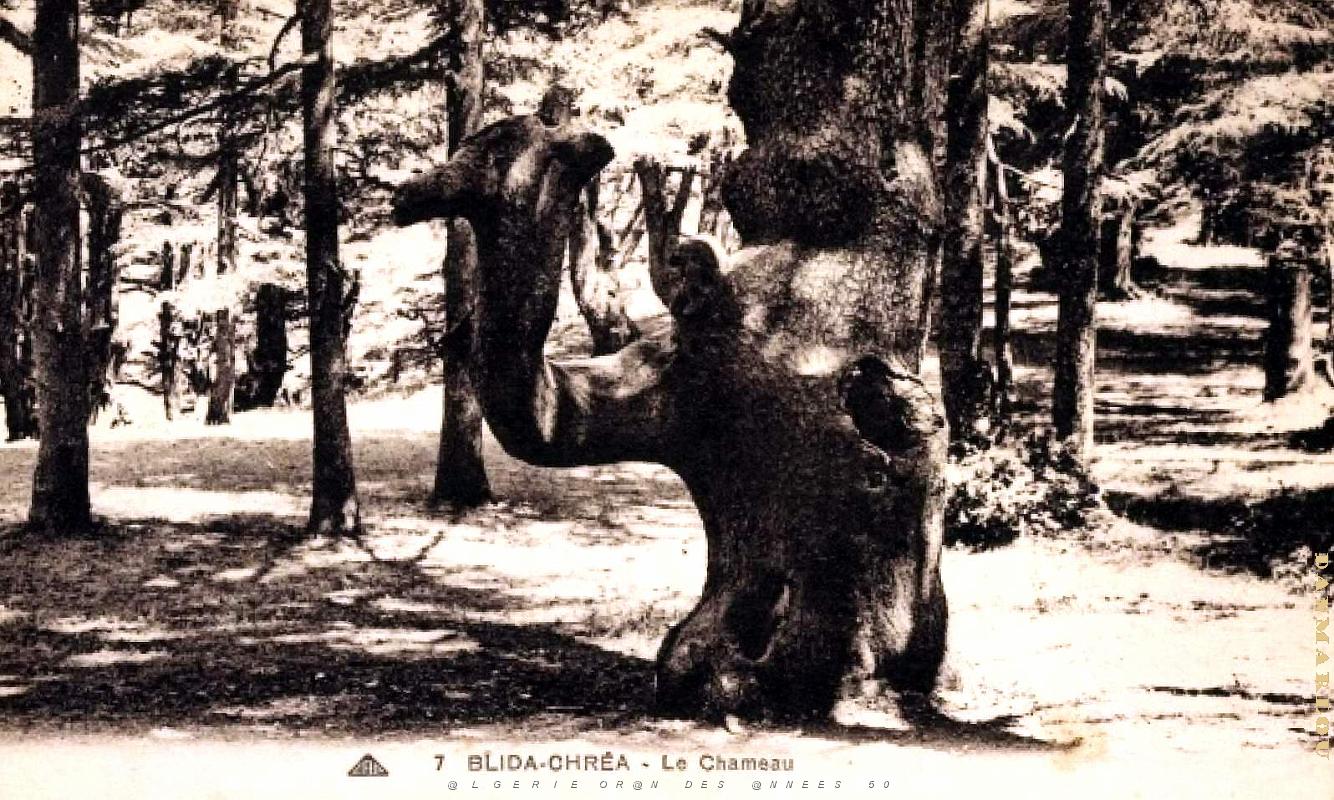 Chrea - Chameau.jpg